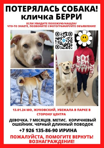 Метис лабрадора 1