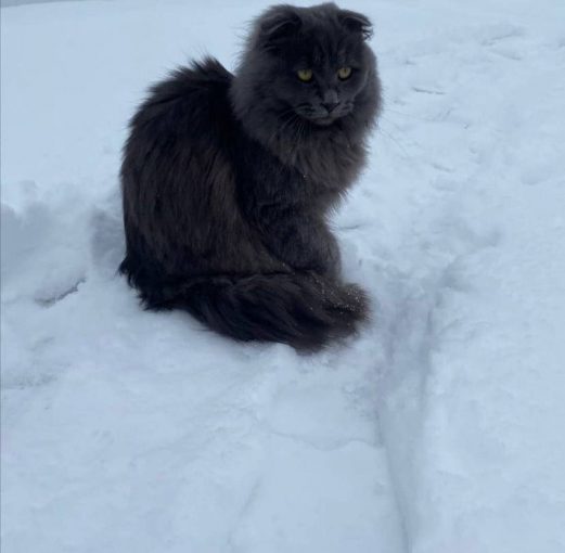 Метис Шотландского вислоухого