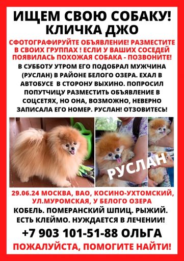 Шпиц померанский