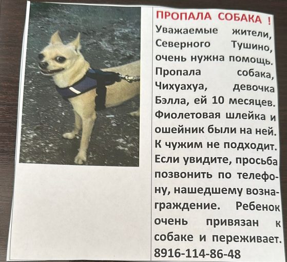 Чихуахуа