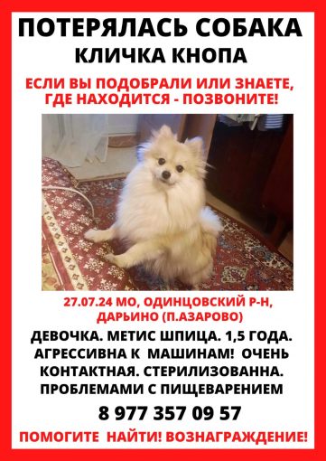 Померанский шпиц
