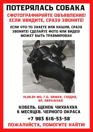 Чахуахуа