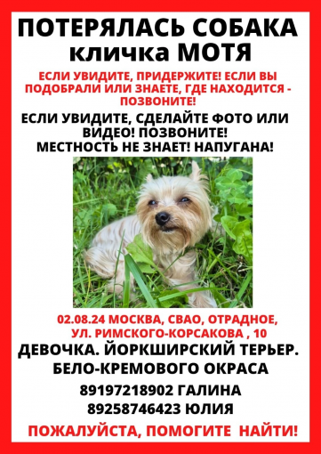 Йоркширский терьер