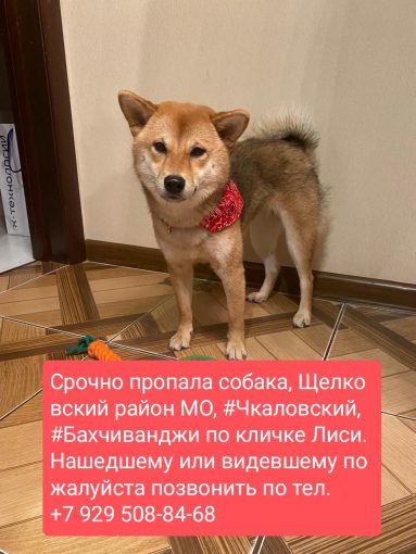 Сибуина