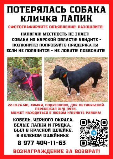 Метис таксы (черный)
