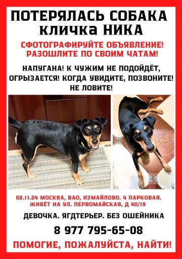 Ягдтерьер