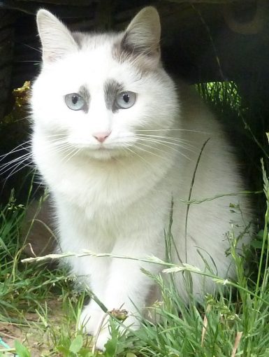 Кошка метис тайской