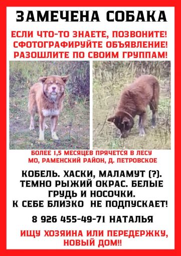Хаски маламут