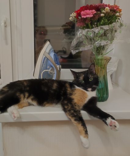 Кошка