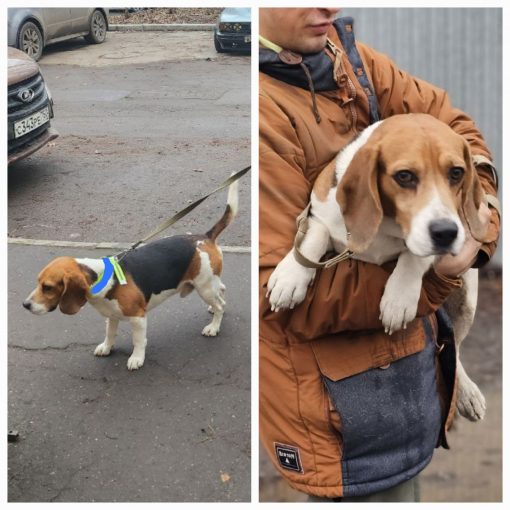 Бигль