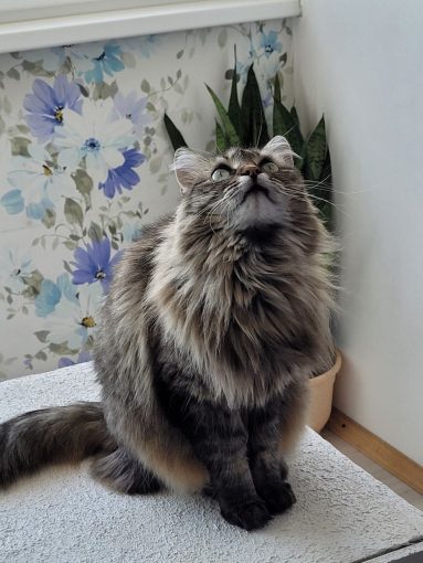 Кошка сибирская