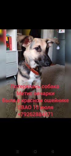 Пропала собака